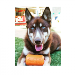 Sodapup Can Toy XL - Orange Squeeze