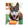 Sodapup Originals Can Toy Small - Orange Squeeze