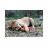 Sodapup Originals Rocket Pop Large Orange Squeeze