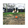 Sodapup Originals Crazy Bounce Retrieving Toy Large Orange Squeeze