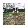 Sodapup Originals Crazy Bounce Retrieving Toy Large Orange Squeeze