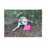 Sodapup Puppy Bottle Top Flyer Small Pink