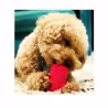 Sodapup Puppy Can Toy Medium Pink